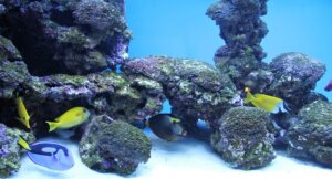 Nettoyer-aquarium